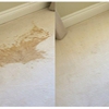 miracle carpet cleaning gallery