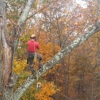 Staunton Tree Service Inc gallery