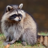Loomacres Wildlife Management gallery