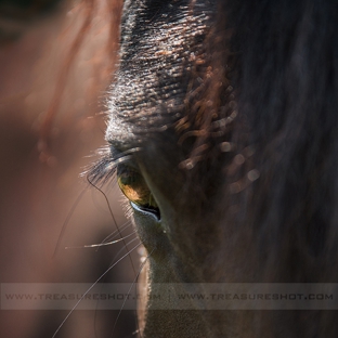 Treasure Shot Pet Photography - Mary Esther, FL