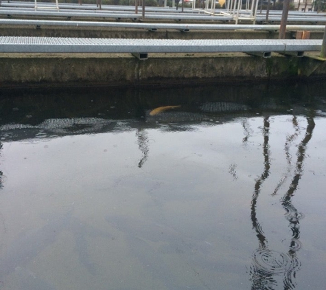 Issaquah State Salmon Hatchery - Issaquah, WA