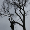 ArborJacks Tree Service gallery