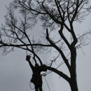 ArborJacks Tree Service - Tree Service