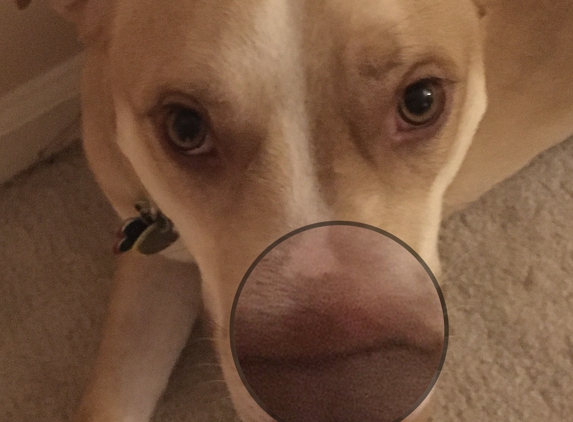 Banfield Pet Hospital - Reynoldsburg, OH. Close up of her nose. Now she not only has a paw that needs to heal but her nose too!!!