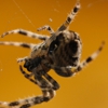 Astro Termite and Pest Control gallery