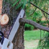 Amazing Tree Services gallery