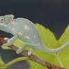 Acosta's Aquariums gallery