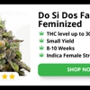 Kind Seed Co gallery