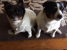 Furkids Veterinary Surgery - Veterinary Surgeons