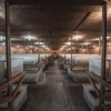 Carolina Crickets gallery