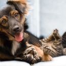 Broomfield Meadows Animal Hospital - Veterinarians