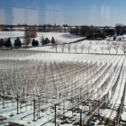 Grandview Vineyard