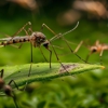 Bowco Labs Pest Control gallery
