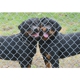 Doyle's Rottweilers