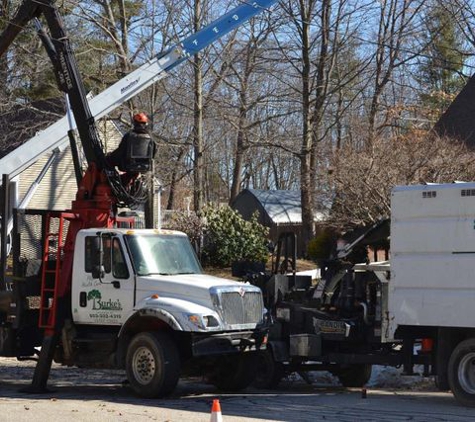 Burke's Tree Service - Rochester, NH