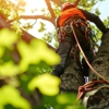 Tree Service Long Island gallery