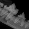 Animal Dentistry Referral Services gallery