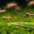 M & M Pest Control - Pest Control Equipment & Supplies