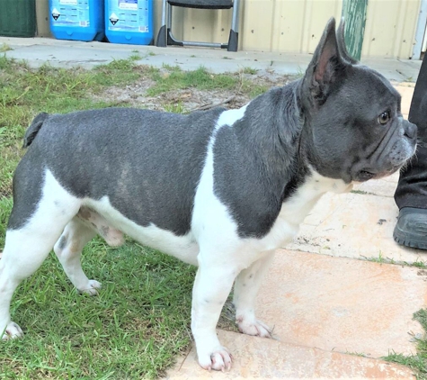 Tralinka French Bulldogs - Muchea, WA