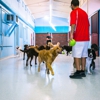 Partners Dog Training, Daycare and Resort gallery