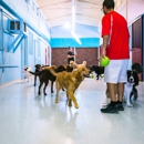 Partners Dog Training, Daycare and Resort - Dog Training
