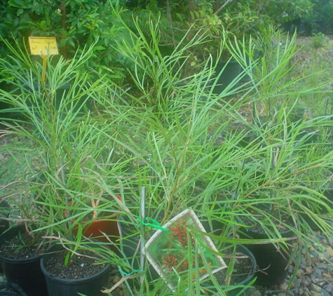 Tannum Wholesale Nursery - Tannum Sands, QLD
