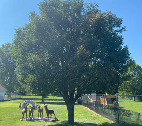 Plue's Tree Service