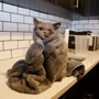 Kitty Pride Cat Grooming