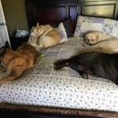 Companion Animal Clinic - Veterinary Specialty Services