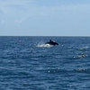 Soleil Adventures Boat Charter gallery