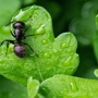 Insight Pest Solutions - Rexburg, ID