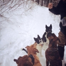 Wagging Tails and Mountain Trails