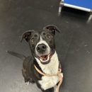 Partners Dog Training, Daycare and Resort - Dog Training
