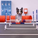 Zoom Room - Dog Training