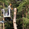 Curtiss Tree Care gallery