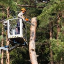 Curtiss Tree Care - Tree Service