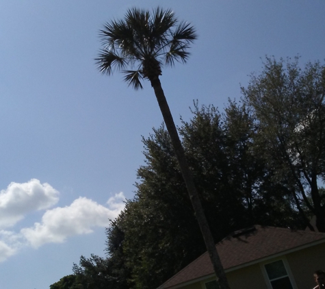 Central Florida Tree Service - Apopka, FL