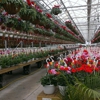Countryside Greenhouse gallery