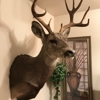 All Seasons Taxidermy gallery