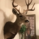 All Seasons Taxidermy