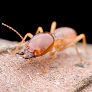 Ecola Termite and Pest Control Services