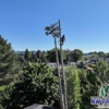 NW Premier Tree Services gallery