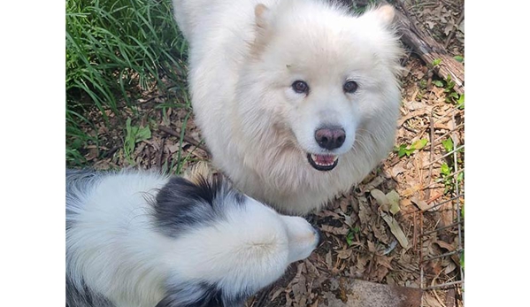 A Pet's Life - Toolijooa, NSW