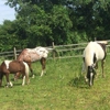 HEALING WITH HORSES at WildRose Horse Farm, Inc. 501(c)3 gallery