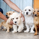 Paws 'n' Rec - Sarasota - Pet Services