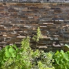 Lino's Landscape gallery
