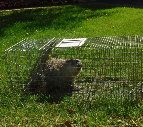 Sullivan's Nuisance Animal Control - Ortonville, MI