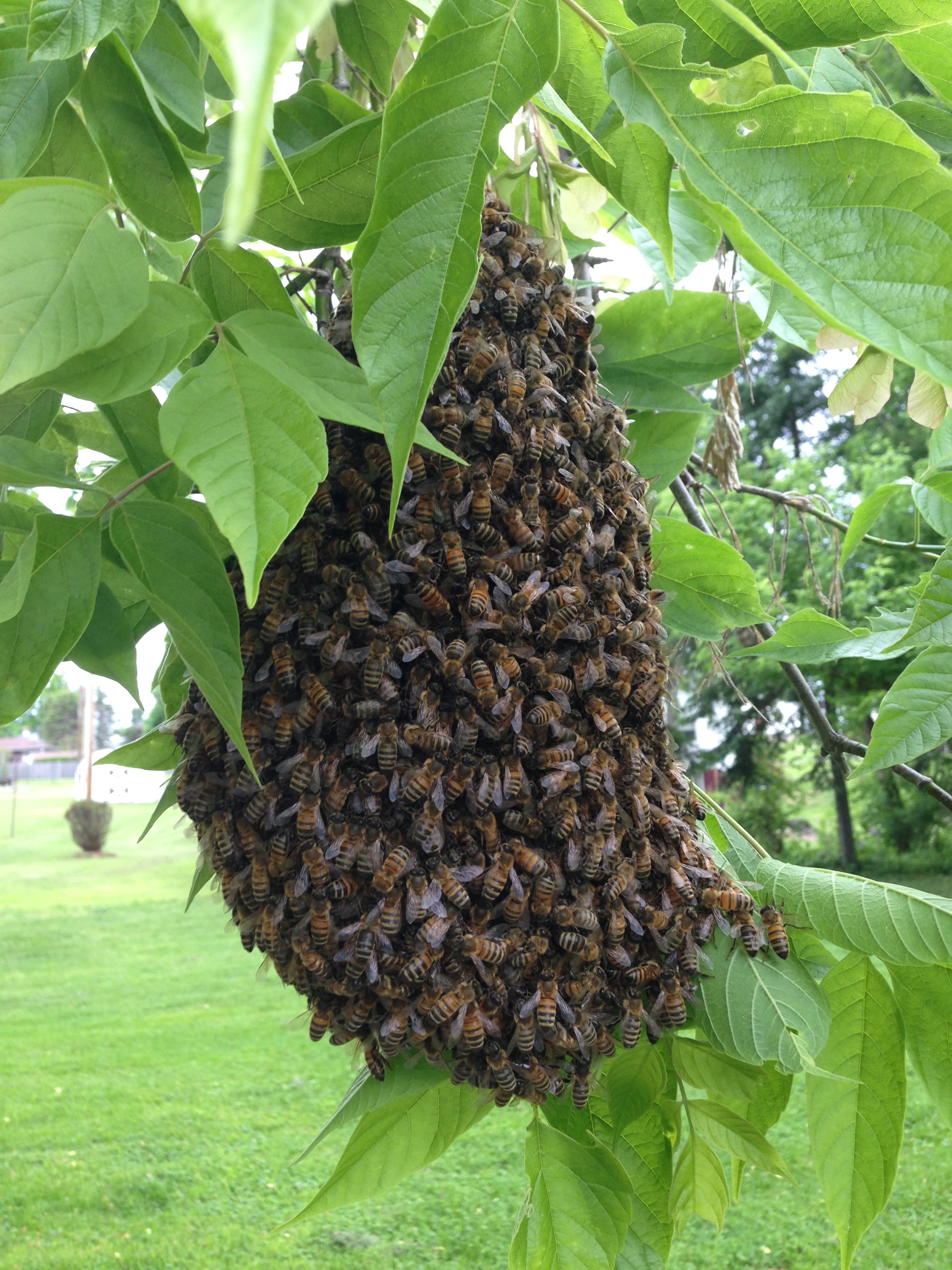 Bee Removal Huckle Bee Farms 20 Foster Ave, Irwin, PA ...