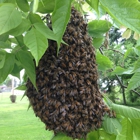 Bee Removal Huckle Bee Farms