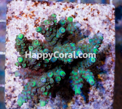 Happy Coral Inc. - Sturgis, MI